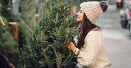 Выбери и сруби свою рождественскую елку