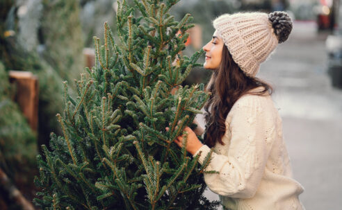 Выбери и сруби свою рождественскую елку